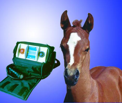Horse laser complex FAVORIT